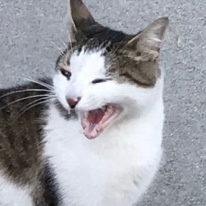 Meet your Posher, Amaris